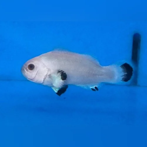Ice Storm Clownfish