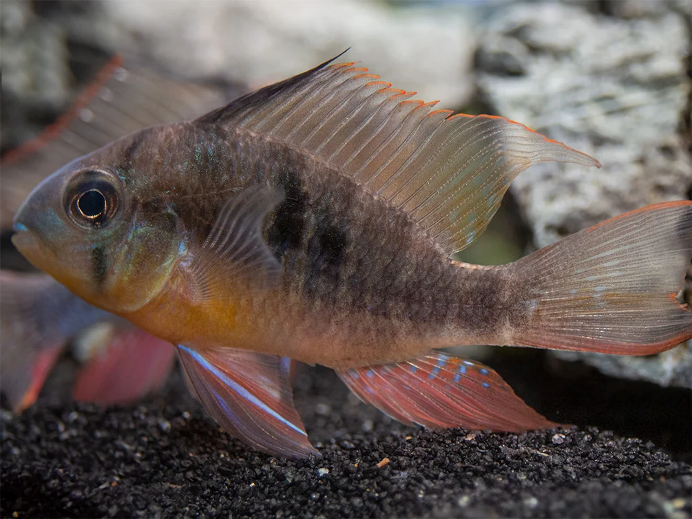 Bolivian Ram Dwarf Cichlid (Mikrogeophagus altispinosus), Tank-Bred
