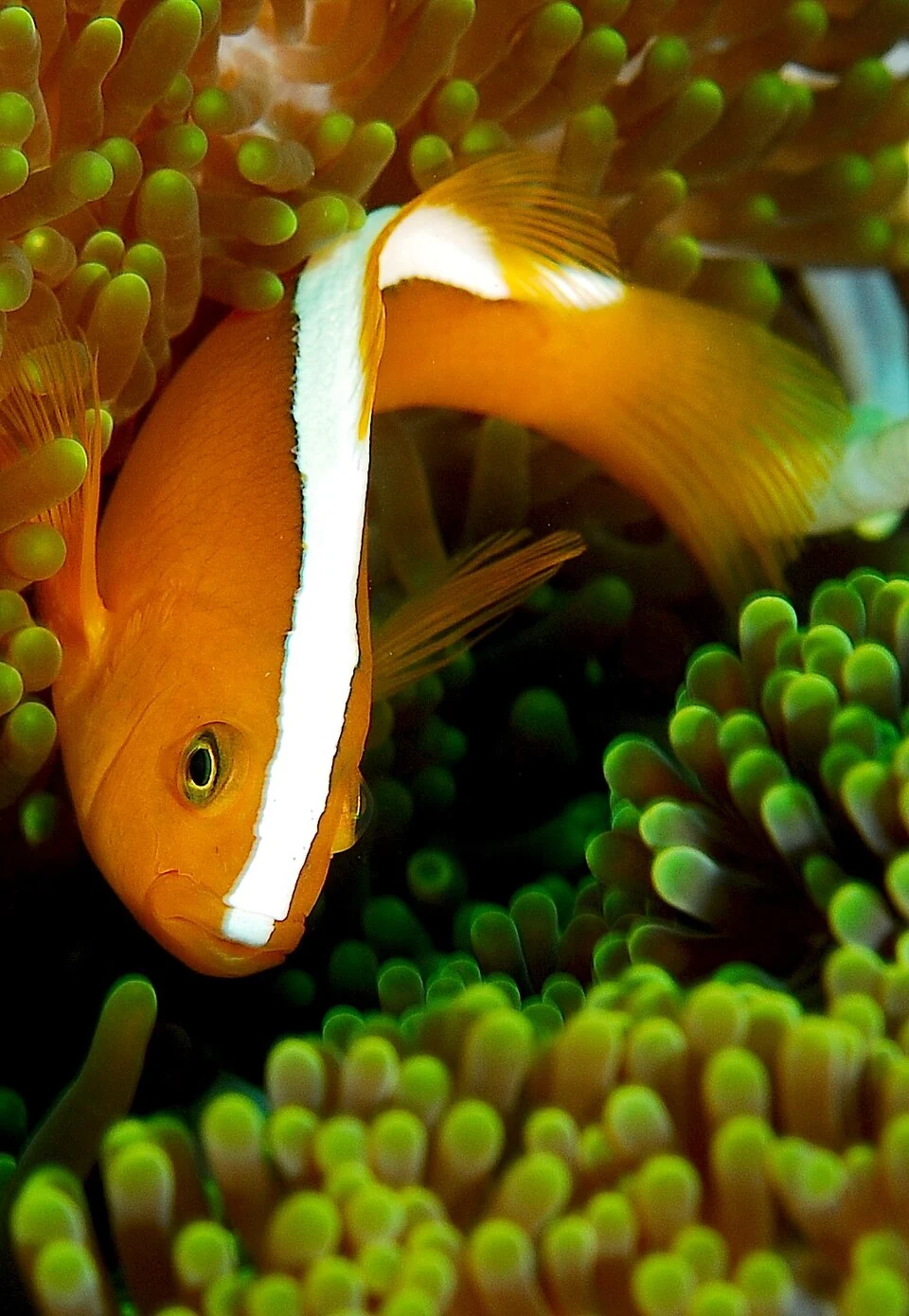 Orange Skunk Clownfish Tank Raised - Small