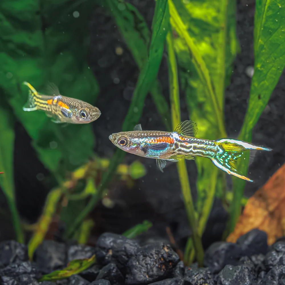 Leopard Endlers