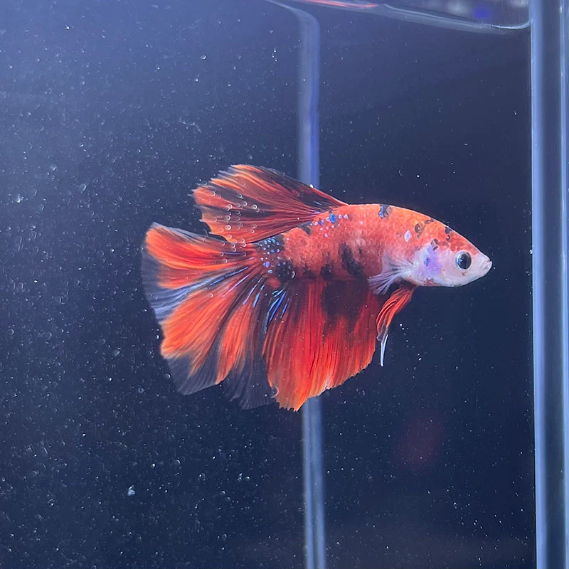 Betta - Assorted