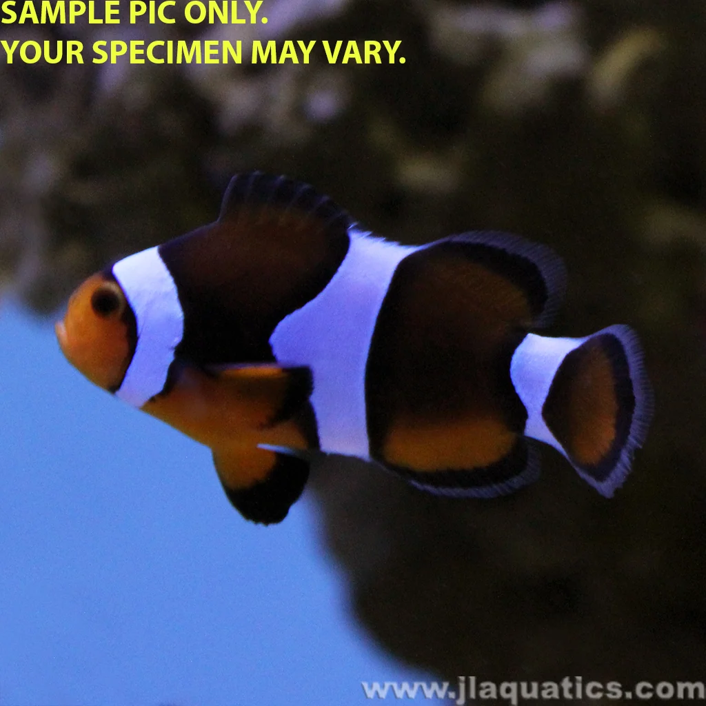 Black Photon Clownfish (Tank Raised)