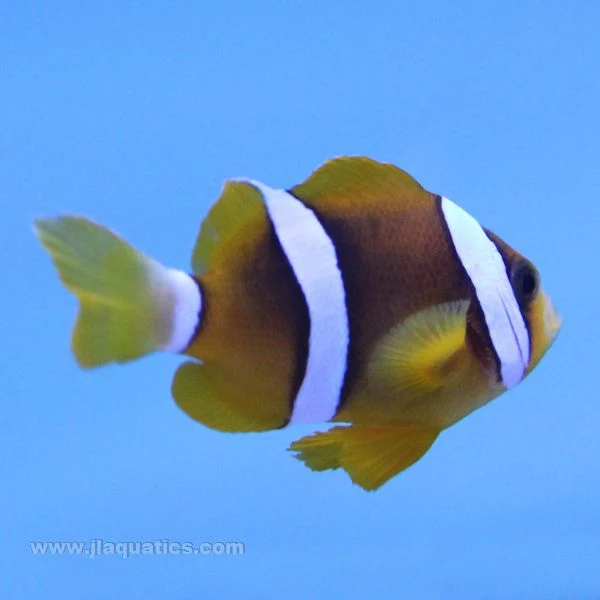 Clarkii Clownfish (Tank Raised)