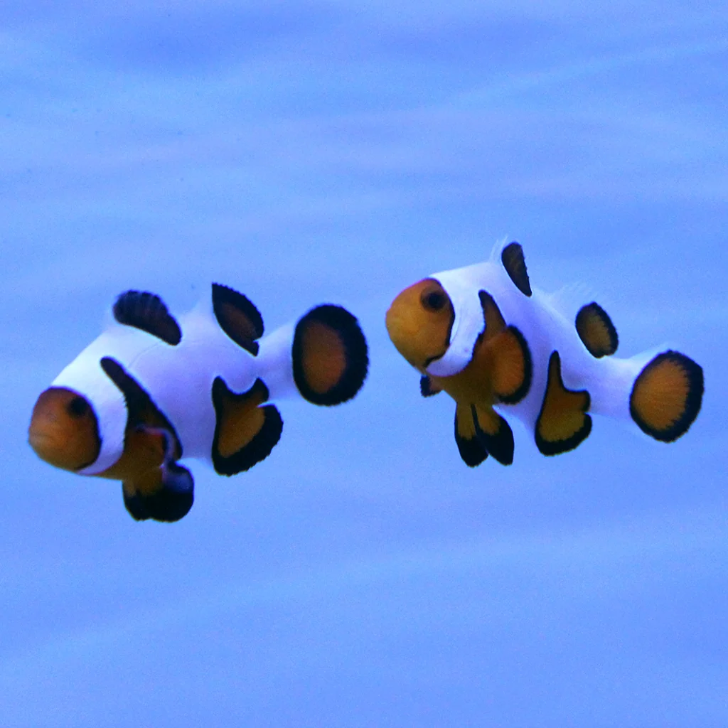 Davinci (Extreme) Clownfish (Tank Raised)