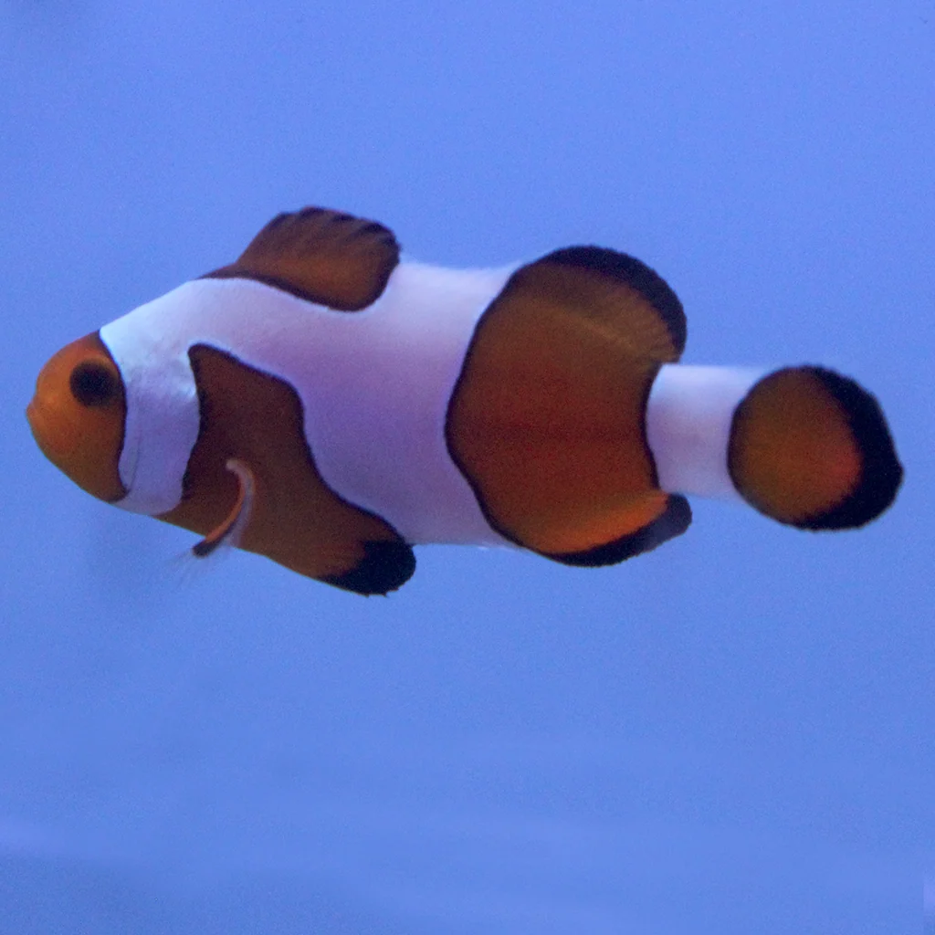 Davinci (Grade B) Clownfish (Tank Raised)