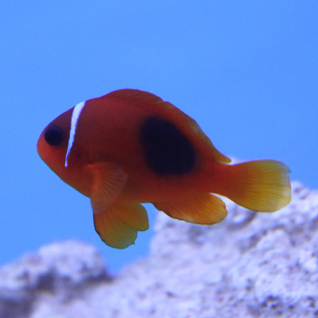 Fire Clownfish (Tank Raised)