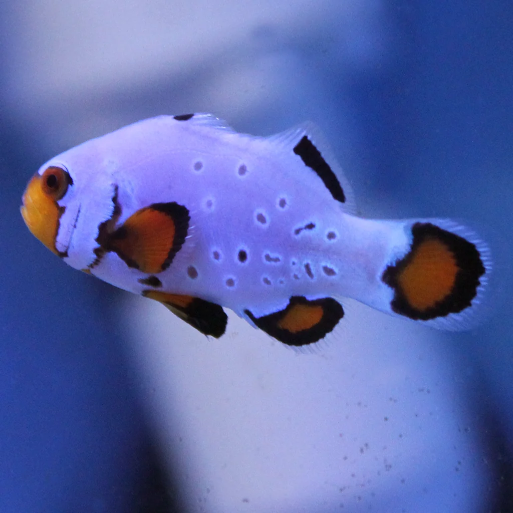 Frostbite Clownfish (Tank Raised)