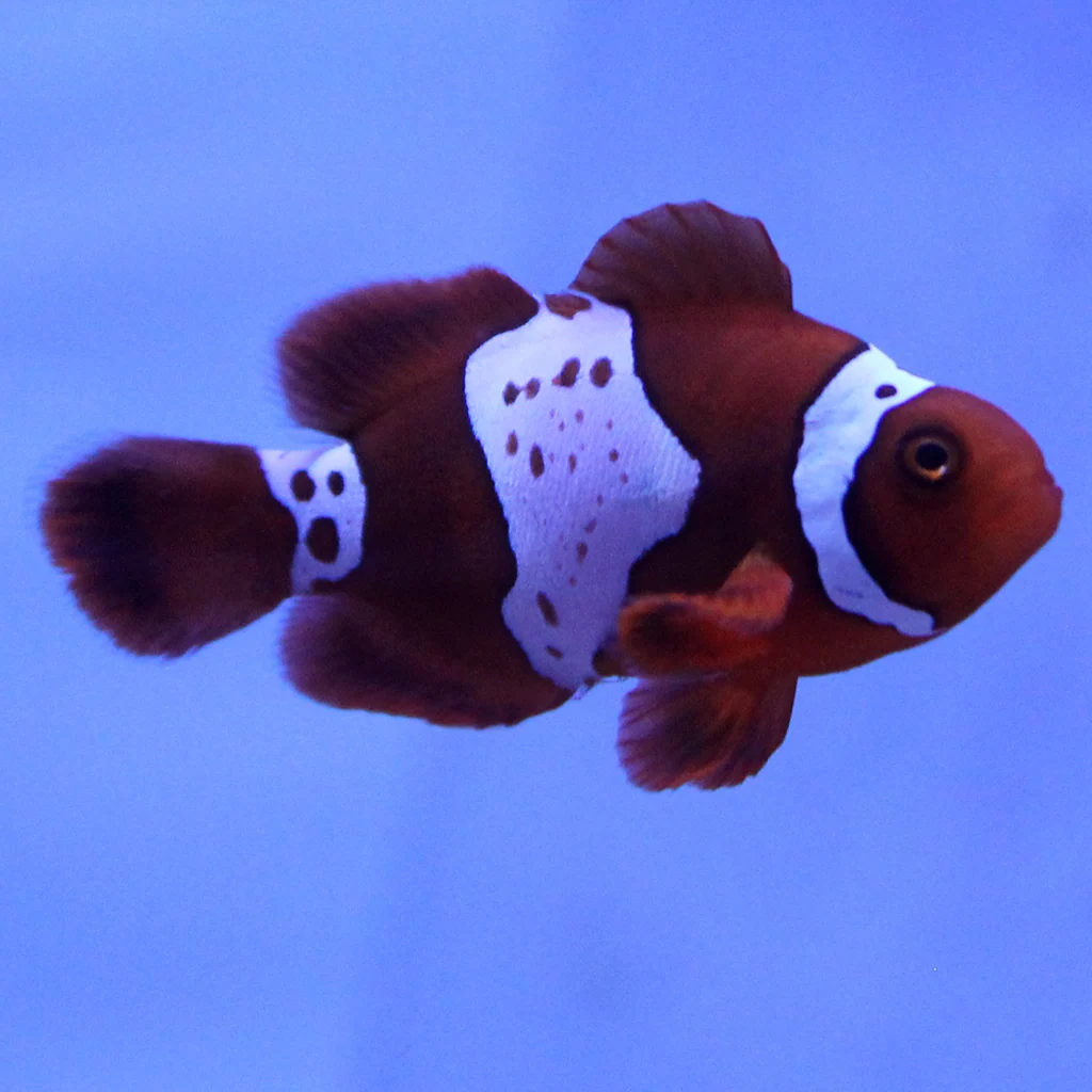 Maroon (Lightning) Clownfish (Tank Raised)