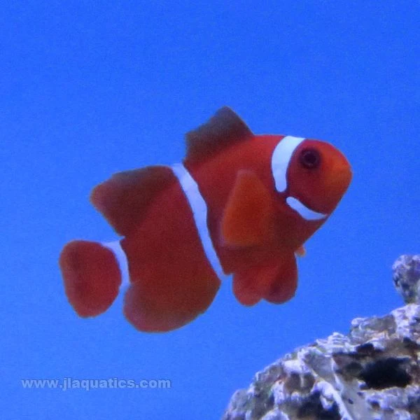 Maroon Clownfish (Tank Raised)