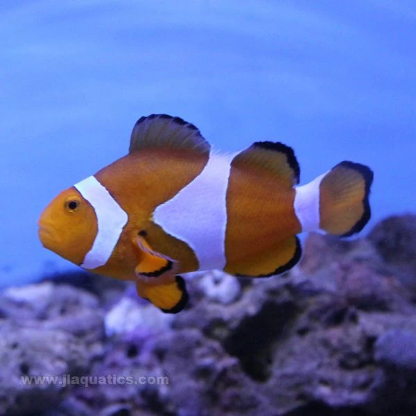 Ocellaris Clownfish (Tank Raised)