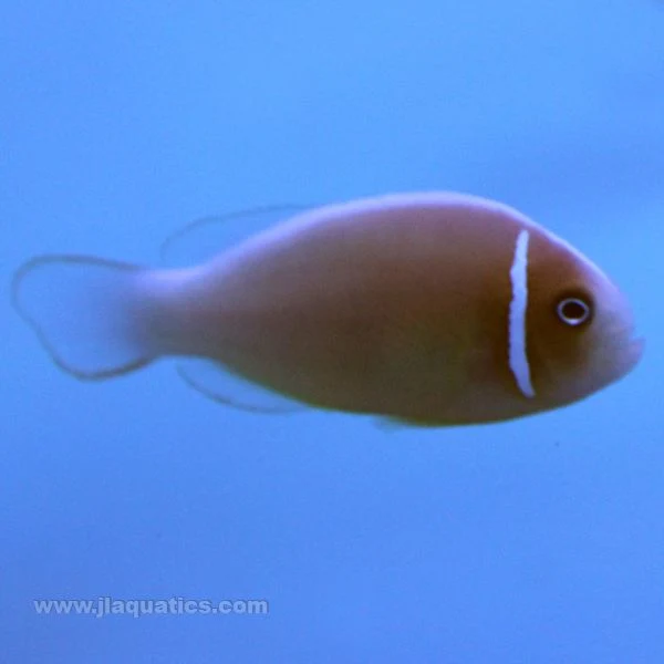 Pink Skunk Clownfish (Tank Raised)