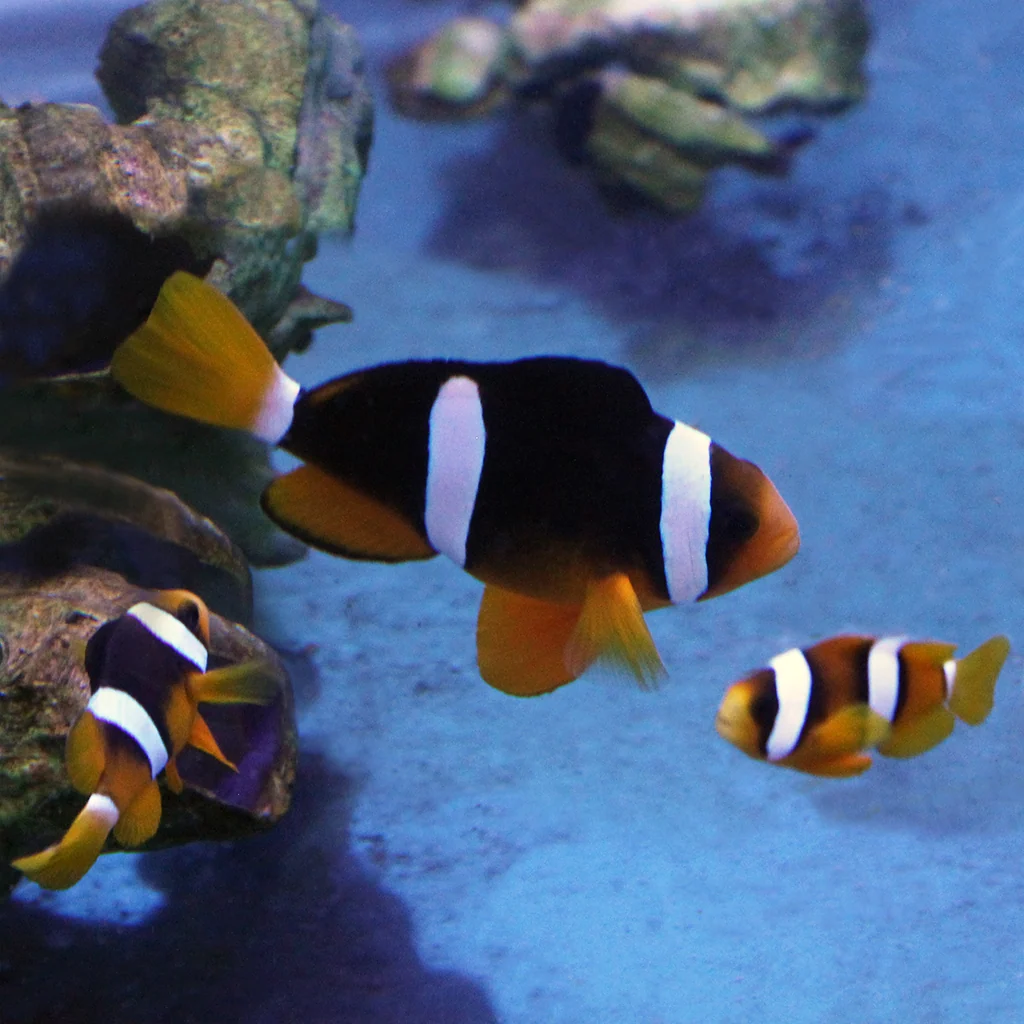 Sebae Clownfish (Tank Raised)