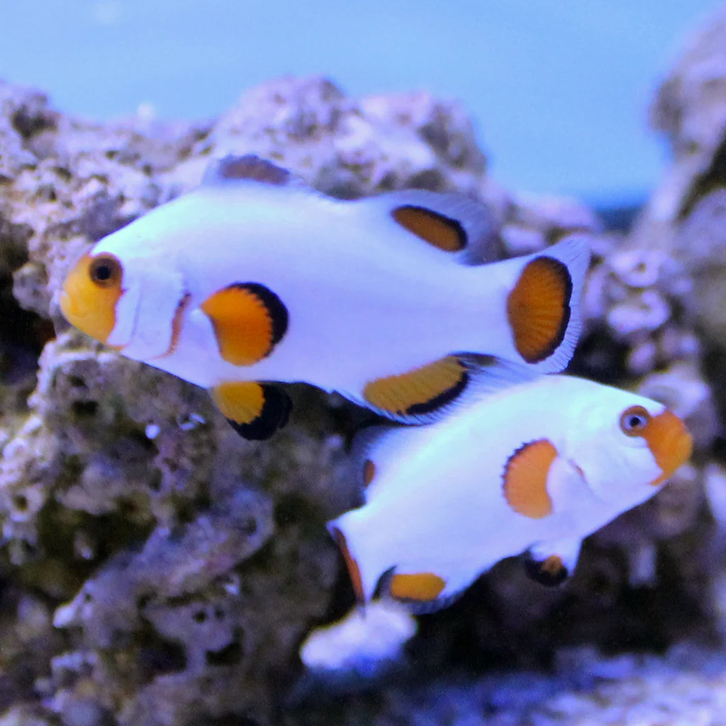 Wyoming White Clownfish (Tank Raised)