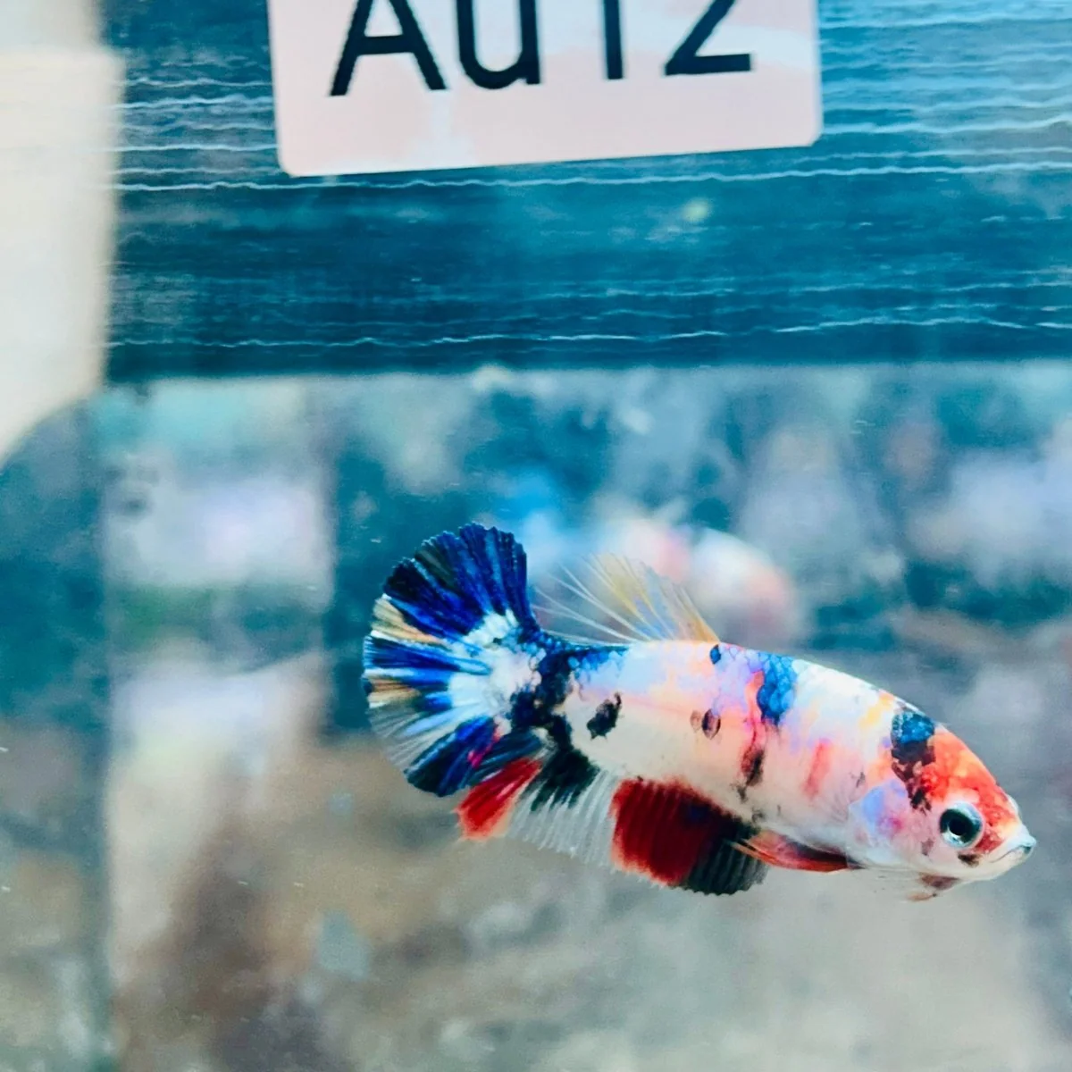 Plakat Candy Koi Female Betta #Au12