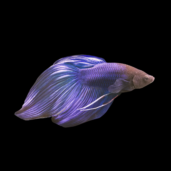 Veiltail Betta Male Blue 3cm