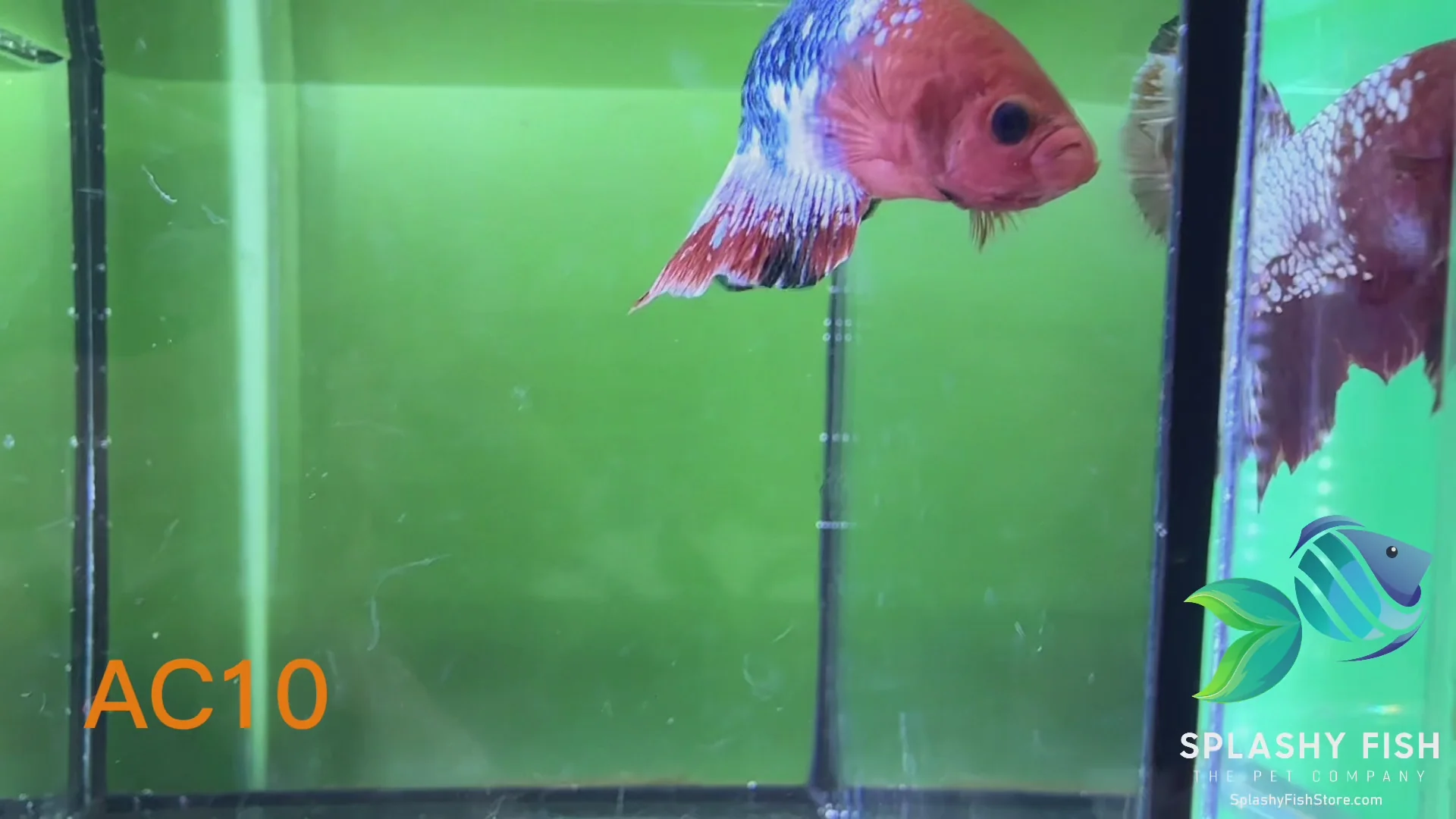 AC10 WYSIWYG Premium Fancy Male Plakat Betta Fish