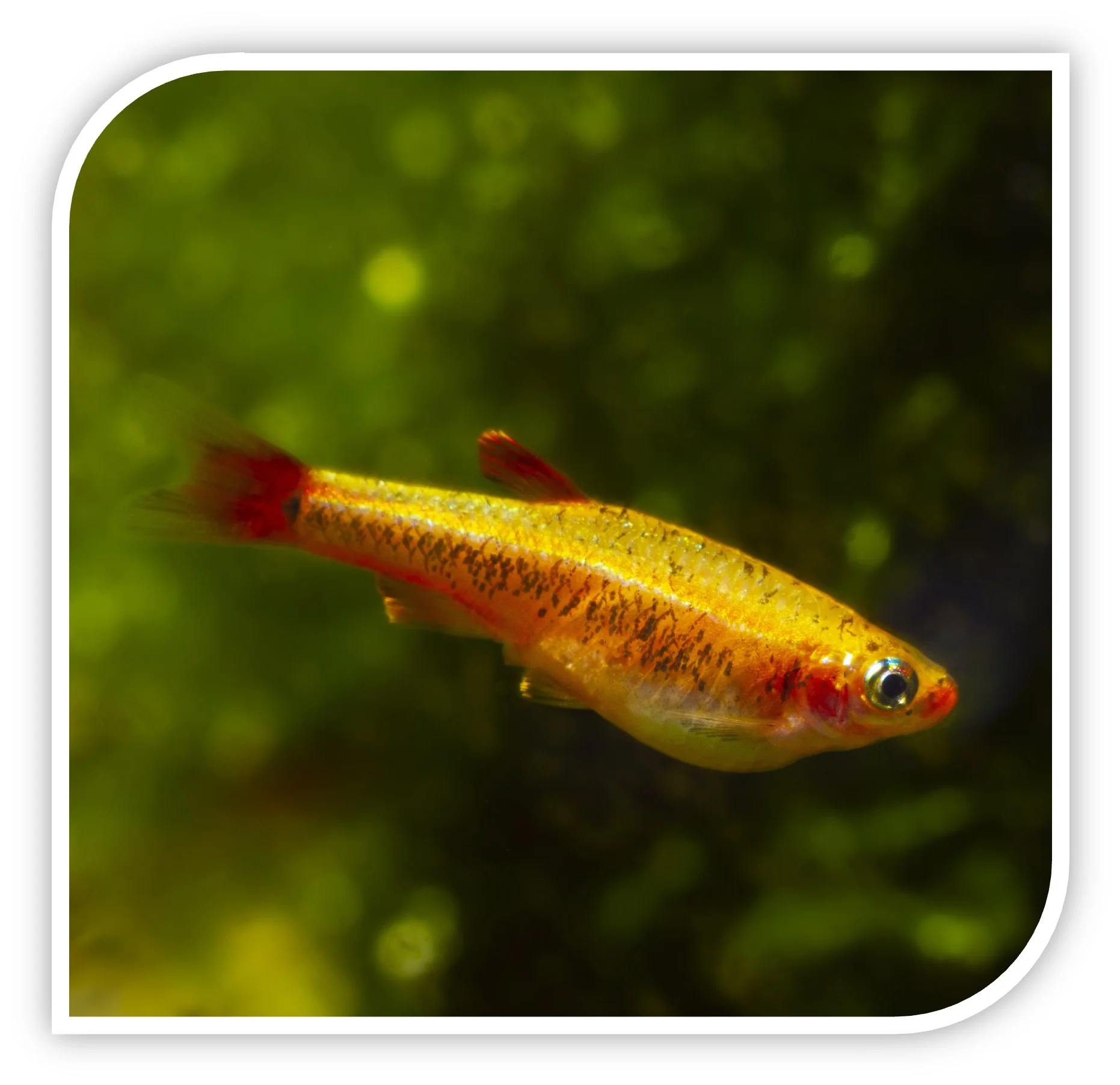 Tetra | White Cloud Golden Mountain Minnow