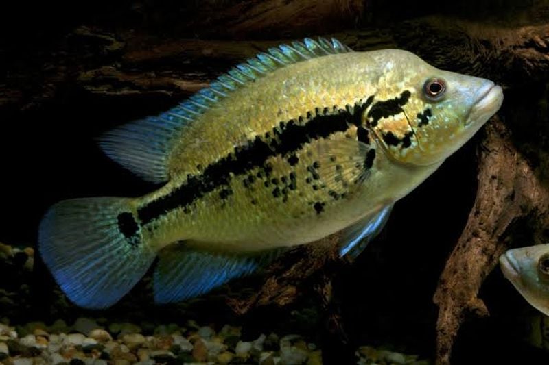 4 yellow dovii cichlids