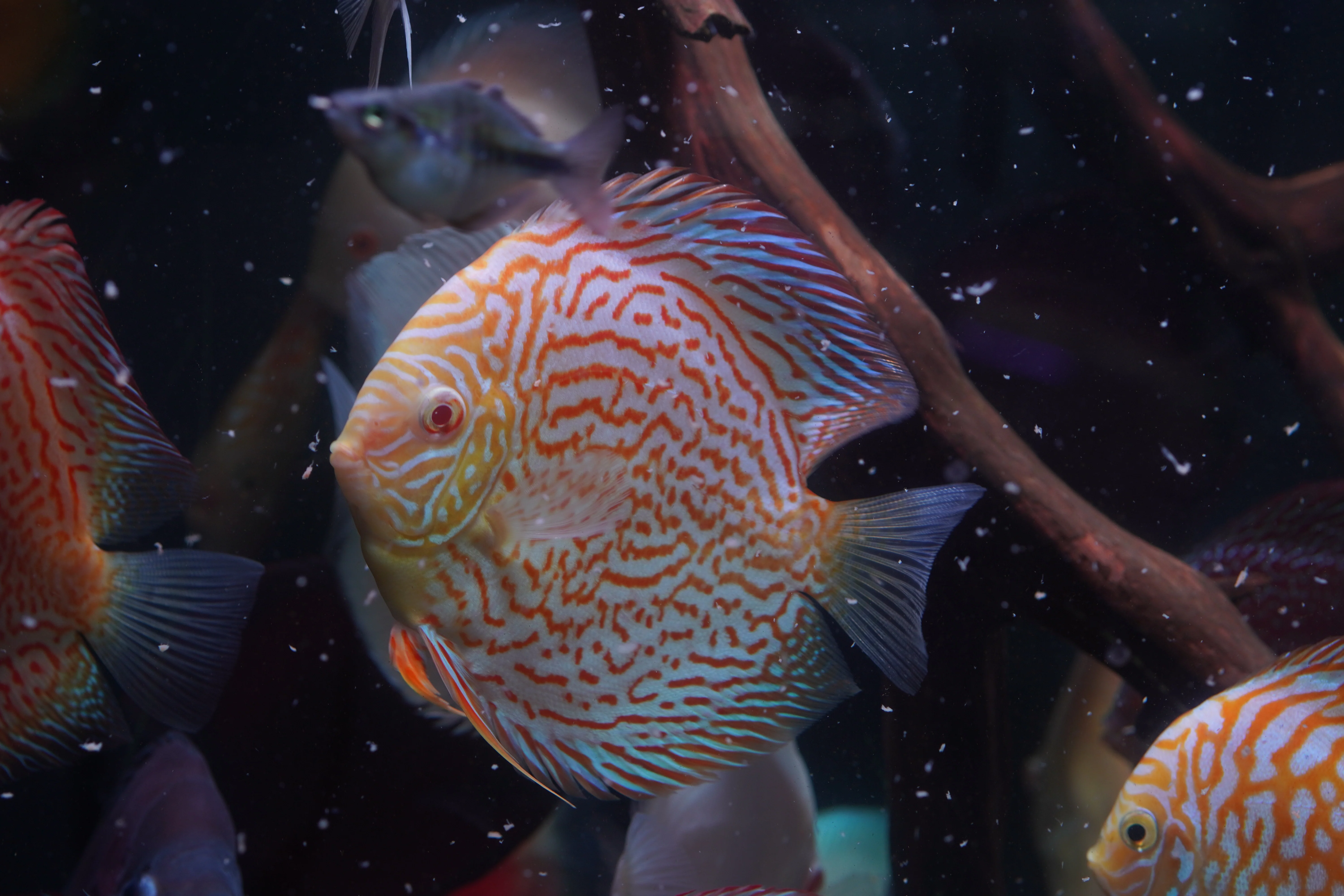 Albino Leopard Snakeskin High Body Discus 5.5-6” - Premium Grade