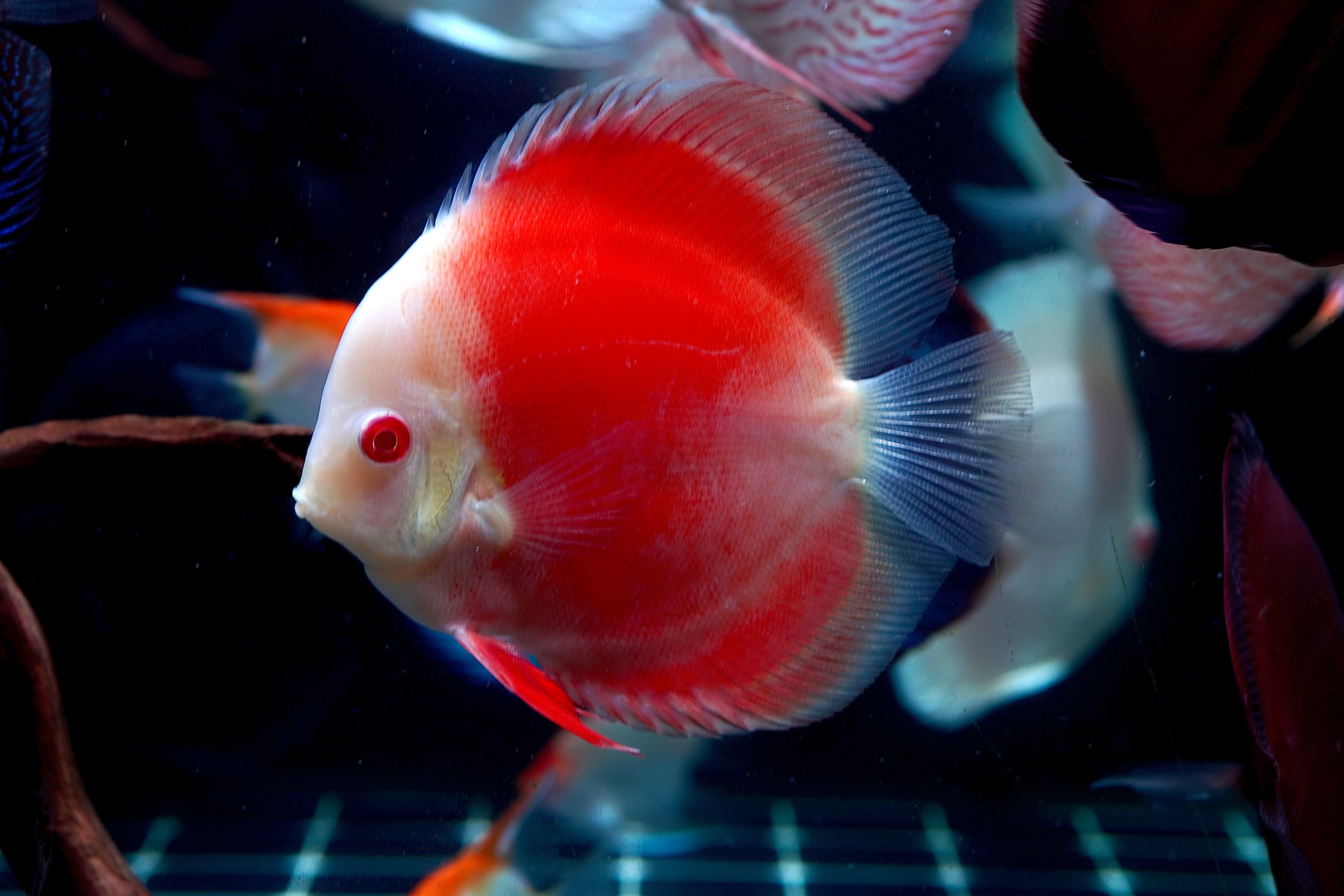 Albino Red High Body Discus 4.5” - Premium Grade