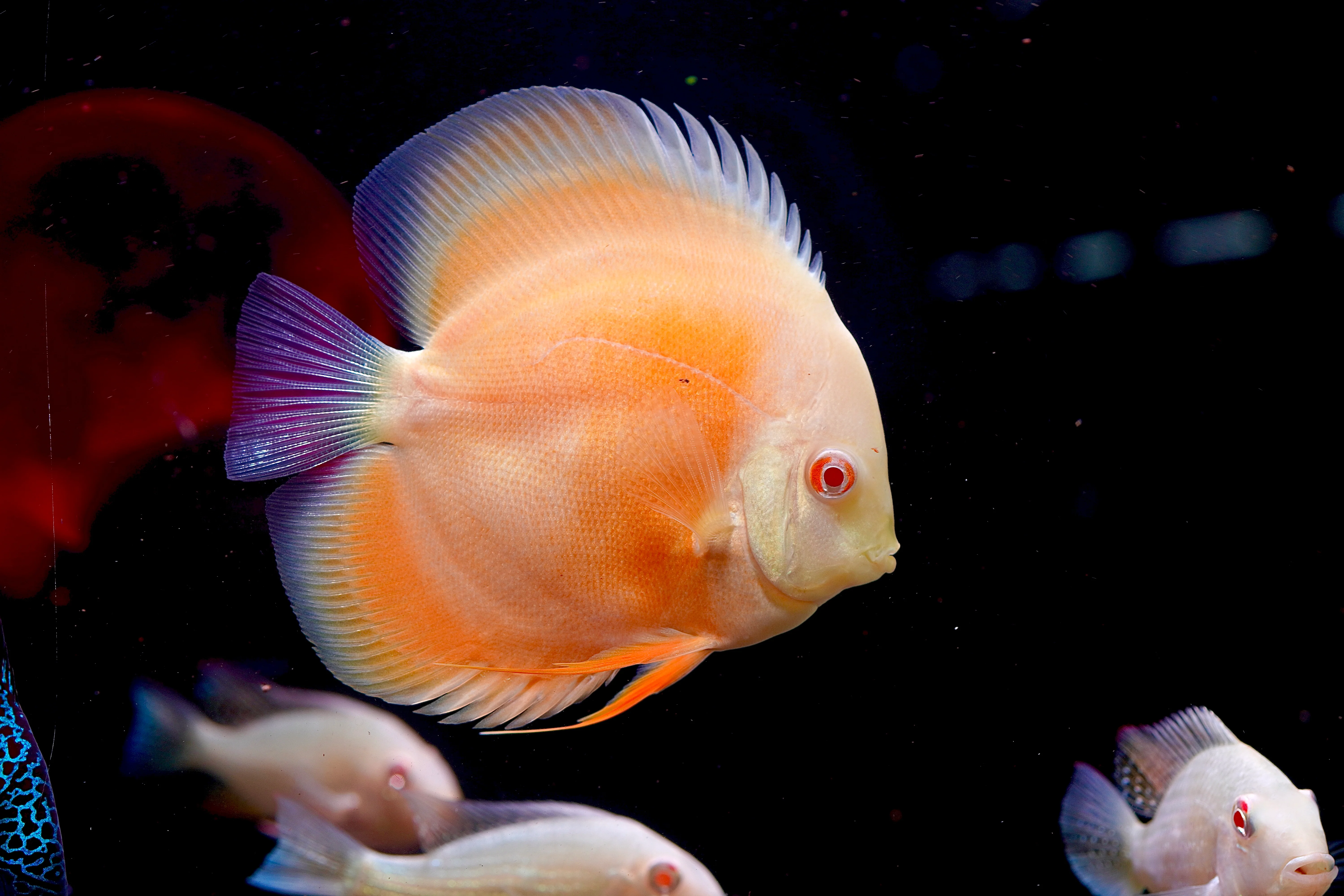 Albino Yellow High Body Discus 4.5” - Premium Grade