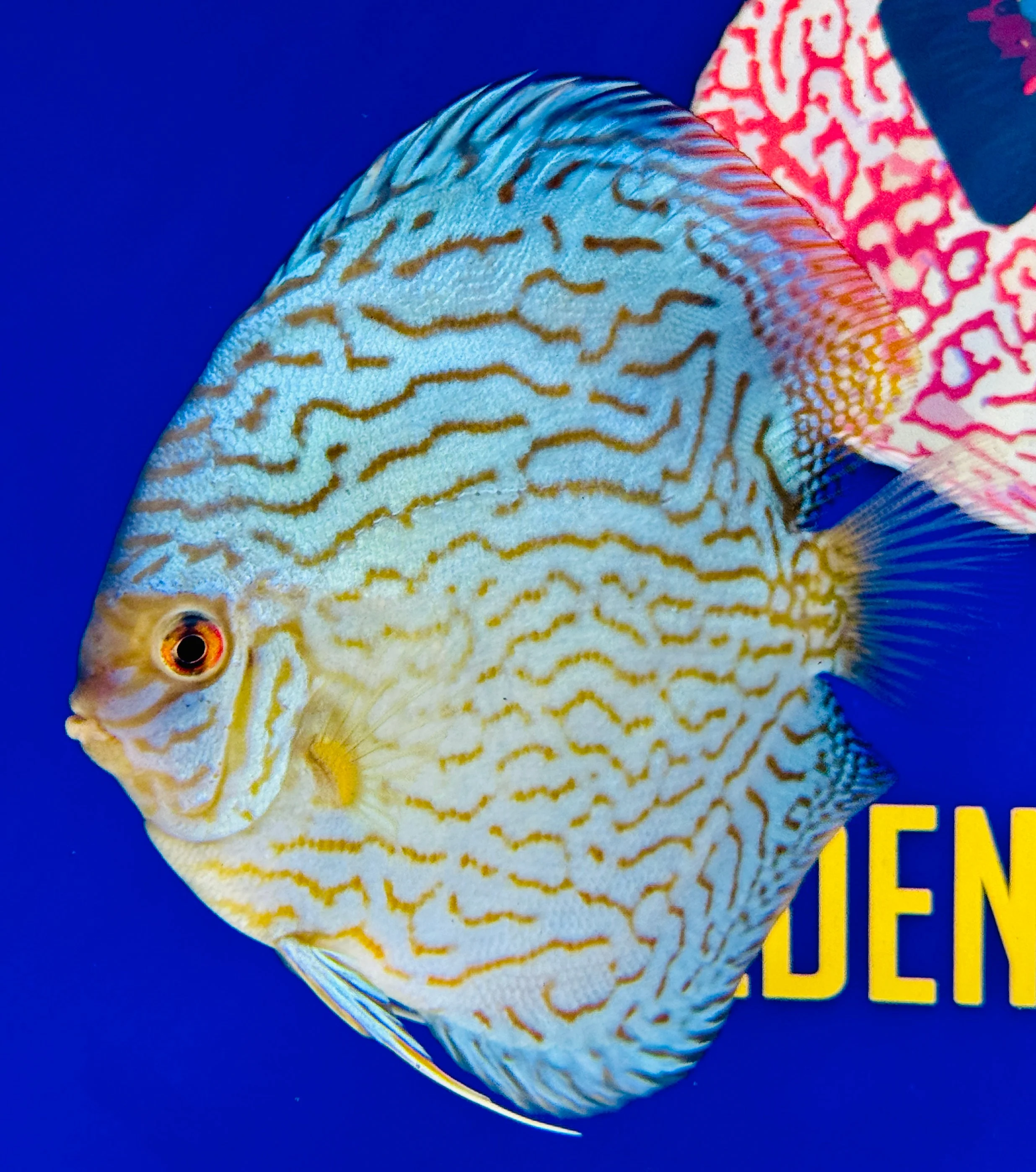 Giant Floral Premium Discus 6-6.5” (WYSIWYG)