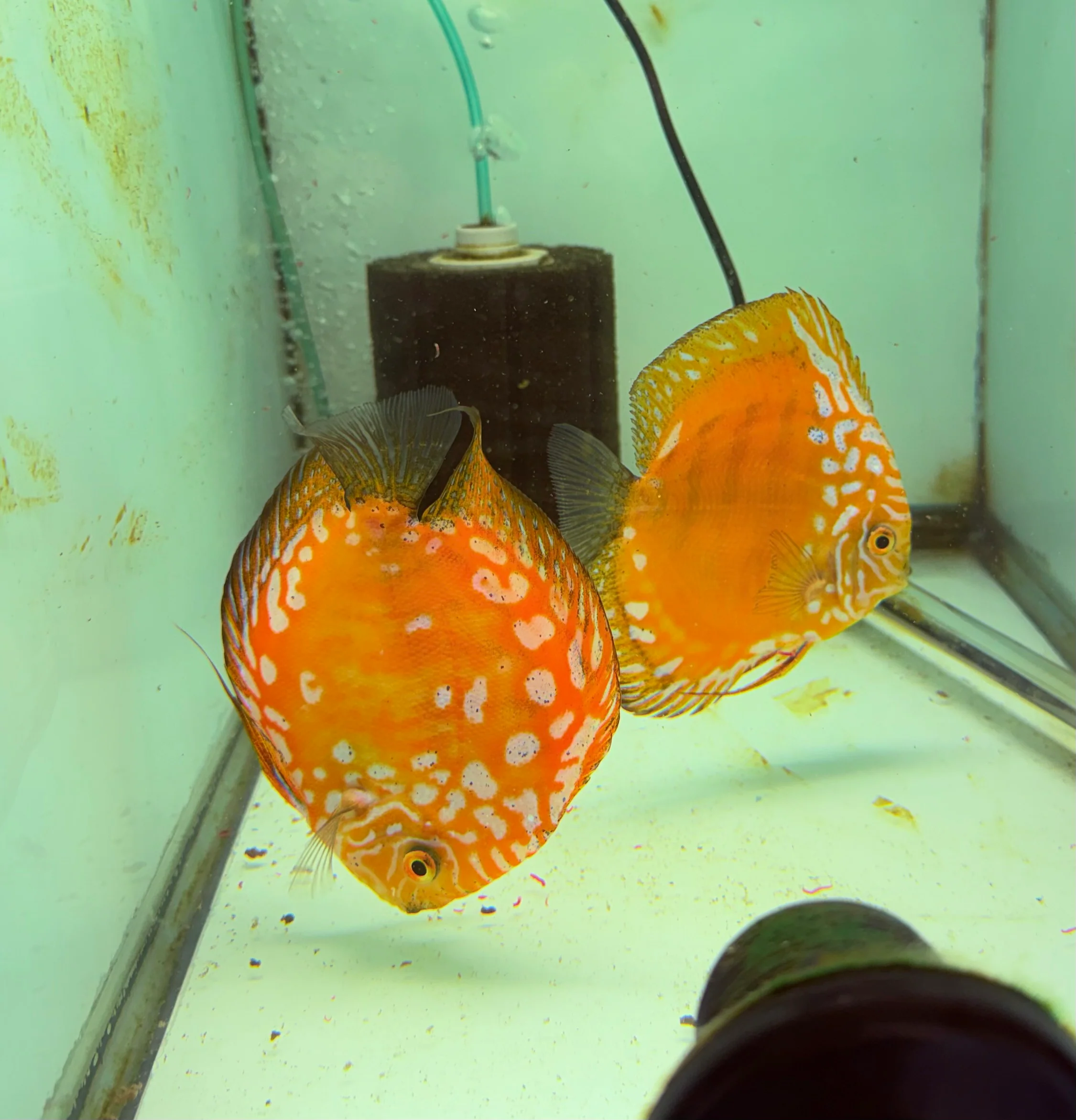 Yellow Rafflesia Discus Potential Pair