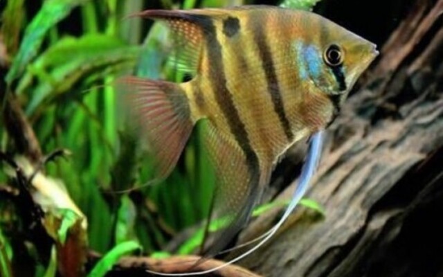 Spotted Scalare Angel Peru lg