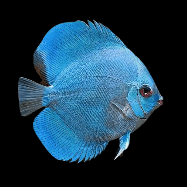 Blue Diamond Discus 5cm