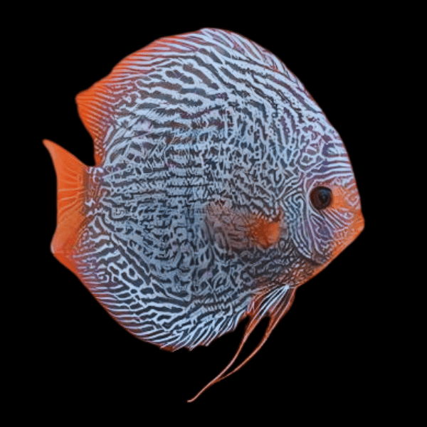 Blue Snakeskin Discus 5cm