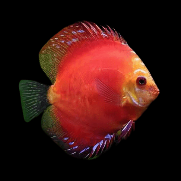 Marlboro Red Discus 5cm