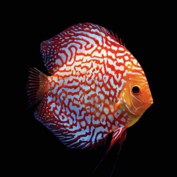 Pigeon Blood Discus 5cm