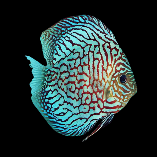 Red Checkerboard Turquoise Discus 5cm