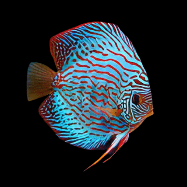 Turquoise Discus 5cm