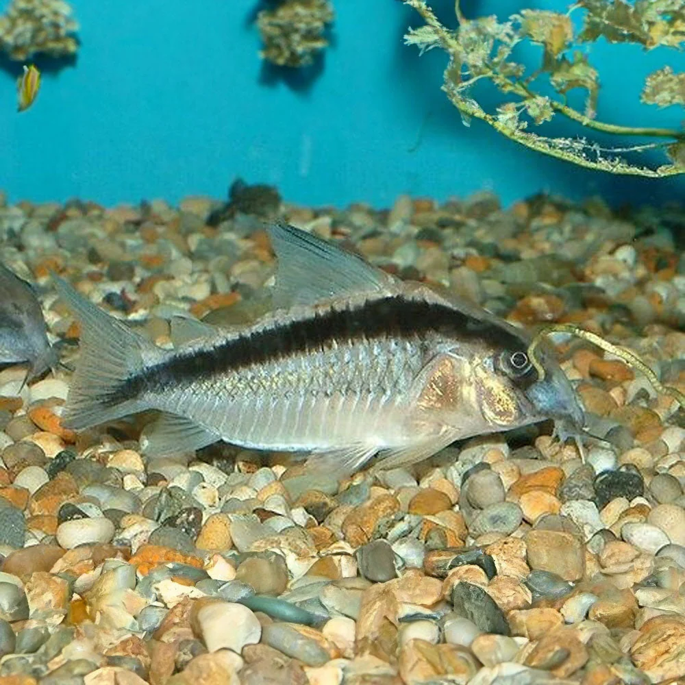 Corydoras Arcuatus (Skunk) Med- Large (Aquarium Glaser)