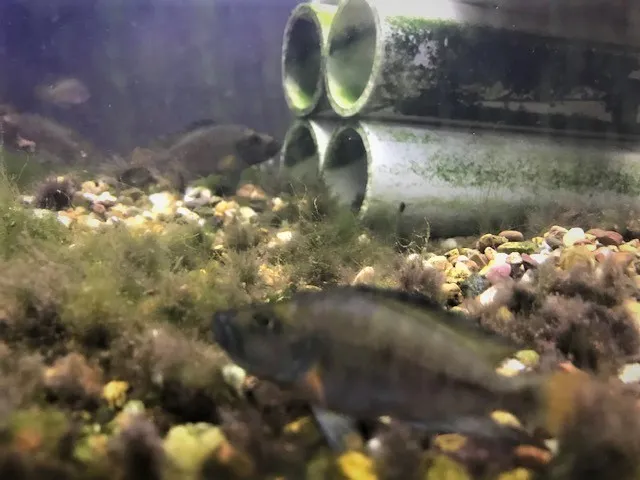 Altolamprologus Compressiceps Sumbu Dwarf Shell