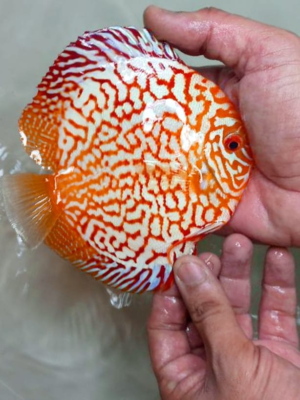Red Checkerboard 3.5″- 4″