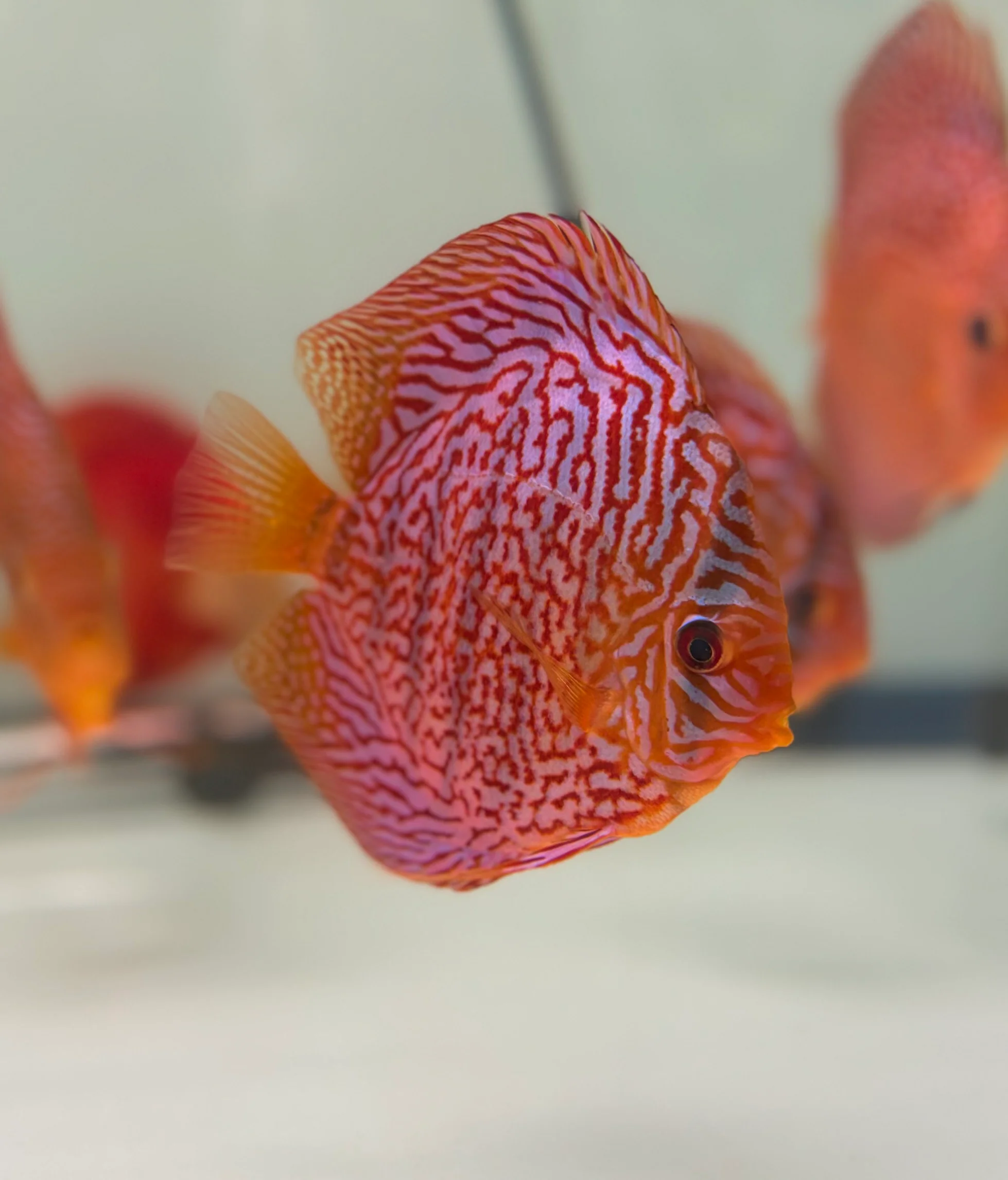 Checkerboard Tiger Turquoise Discus