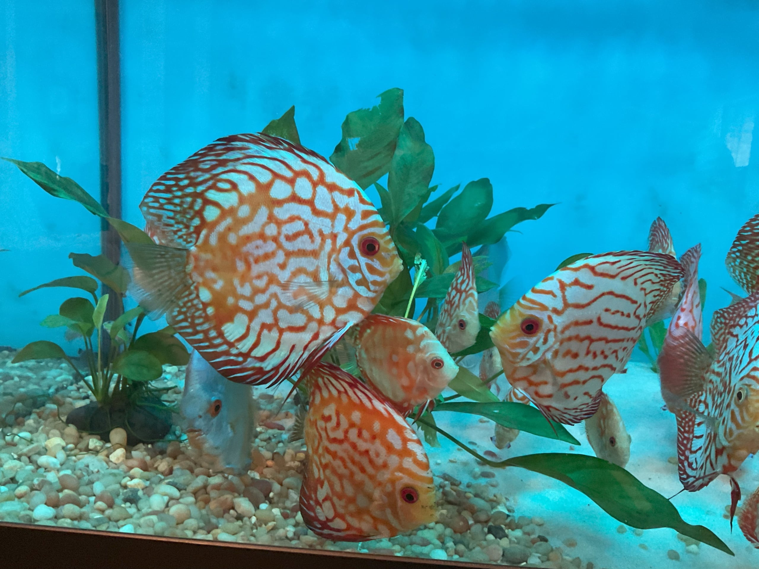 1 5"-5.5" blood pigeon discus fish for $90