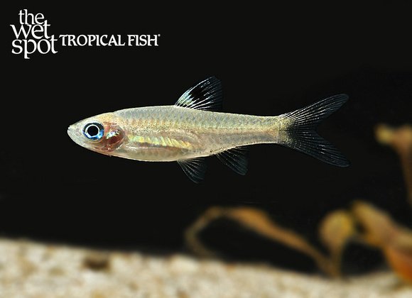 Brevibora dorsiocellata