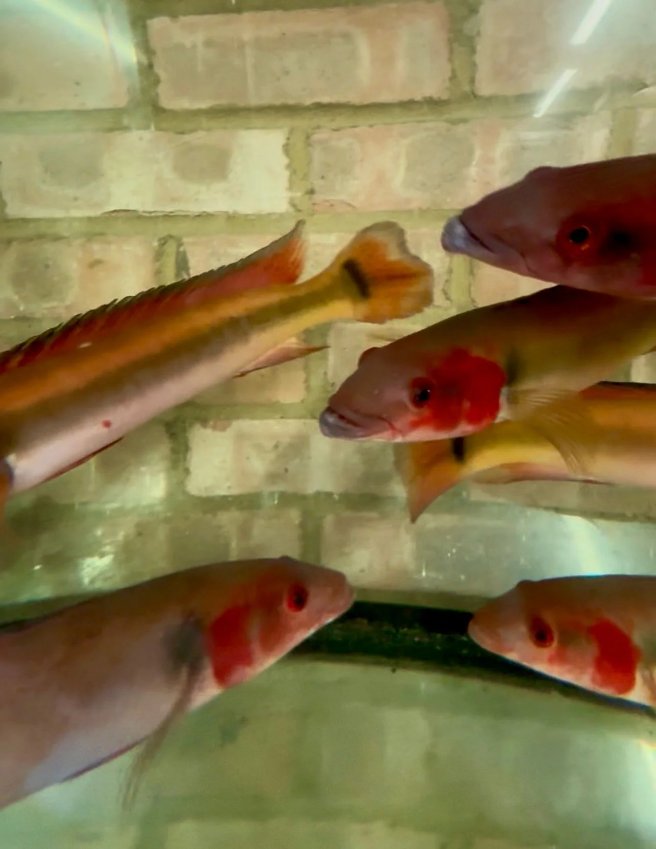 Red Atabapo Pike Cichlid – 13″ [AUCTION]