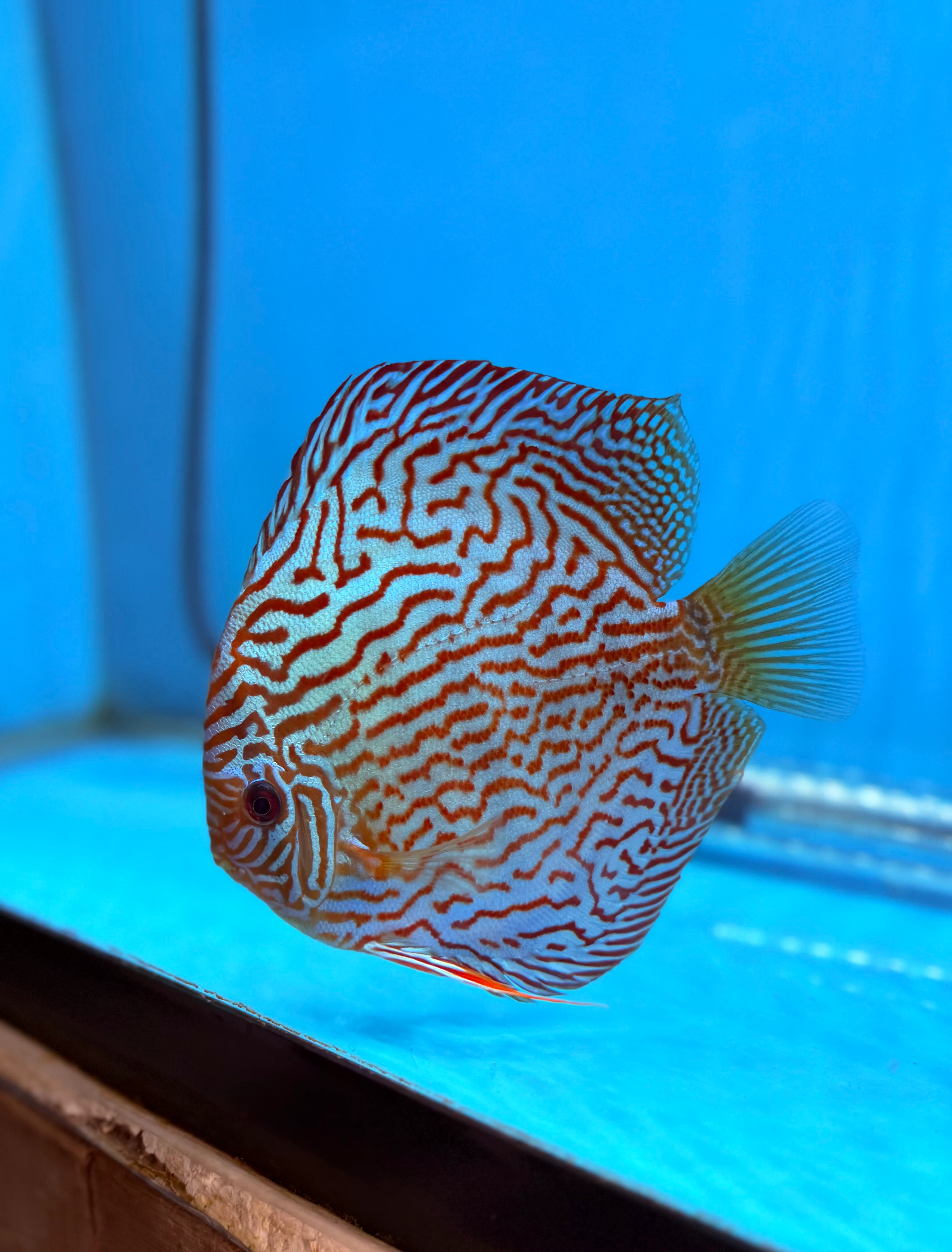 Altum Flora X Royal Flora Discus Potential Pair