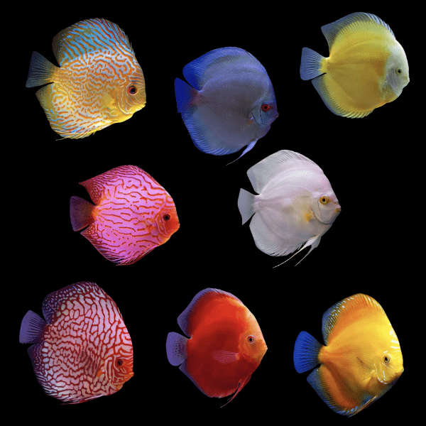 6 x Assorted Discus 5cm