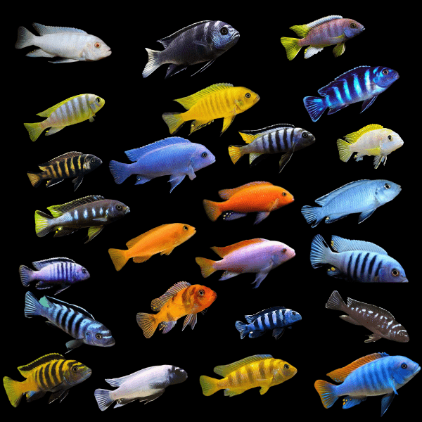 6 x Assorted Pseudotropheus Malawi African Cichlid 5cm
