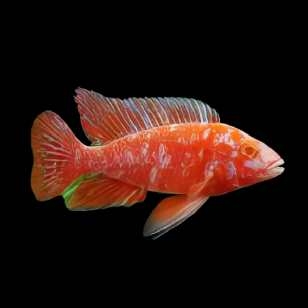 Aulonocara Albino Orange Blotch Peacock Malawi African Cichlid 10cm