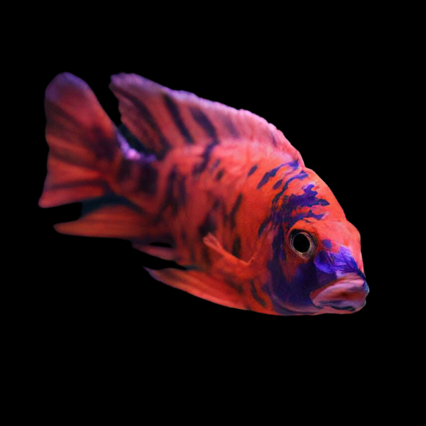 Aulonocara Orange Blotch Peacock Malawi African Cichlid 10cm
