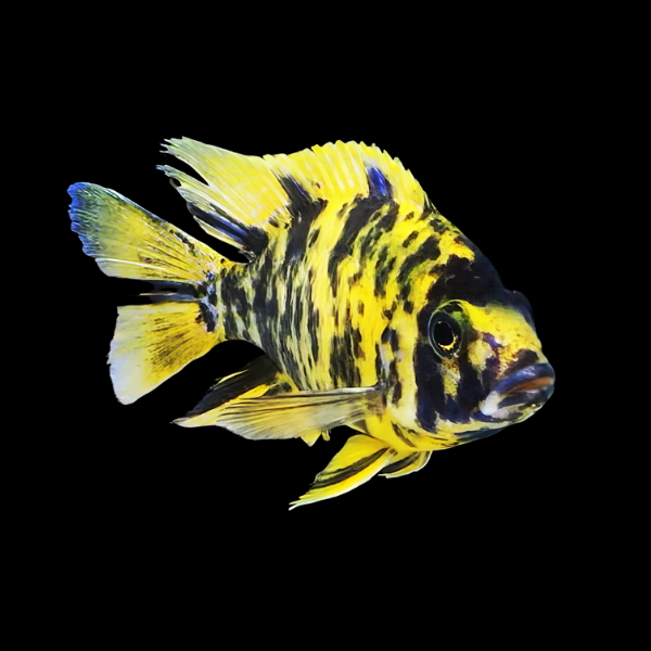 Aulonocara Yellow Orange Blotch Peacock Malawi African Cichlid 10cm