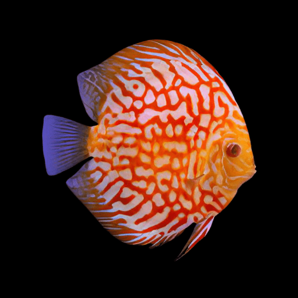 Checkerboard Discus 5cm