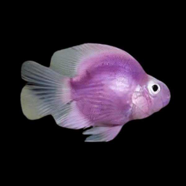 Purple Parrot Fish Hybrid Amphilophus citrinellus Ã— Vieja melanurus 5cm