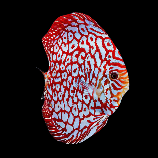 Red Jaguar Discus 5cm